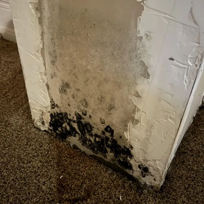 Professional Mold Removal in Lexington, MS